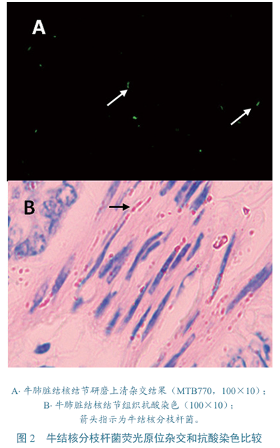 牛結(jié)核分枝桿菌檢測(cè)圖